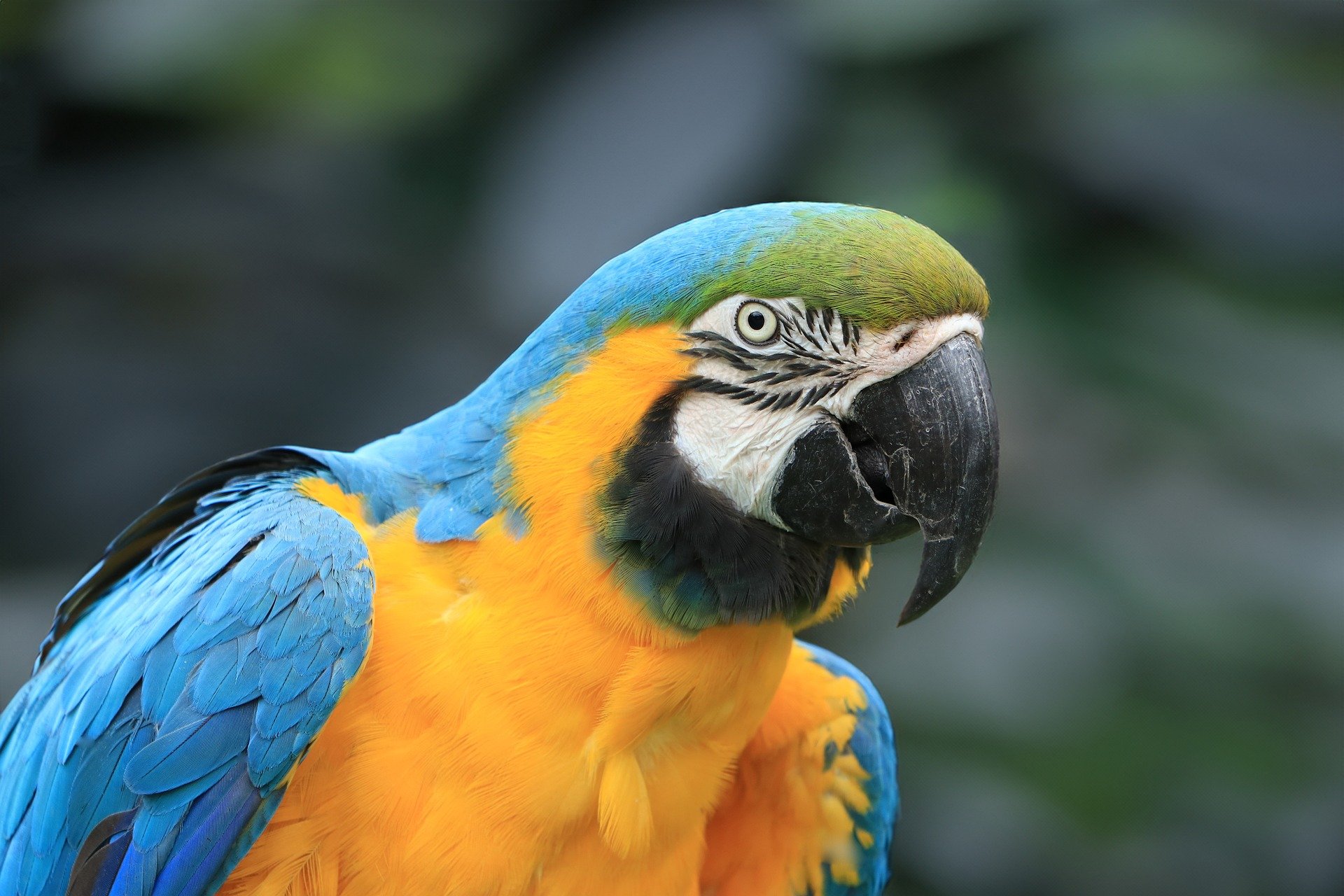 Macaw Parrot